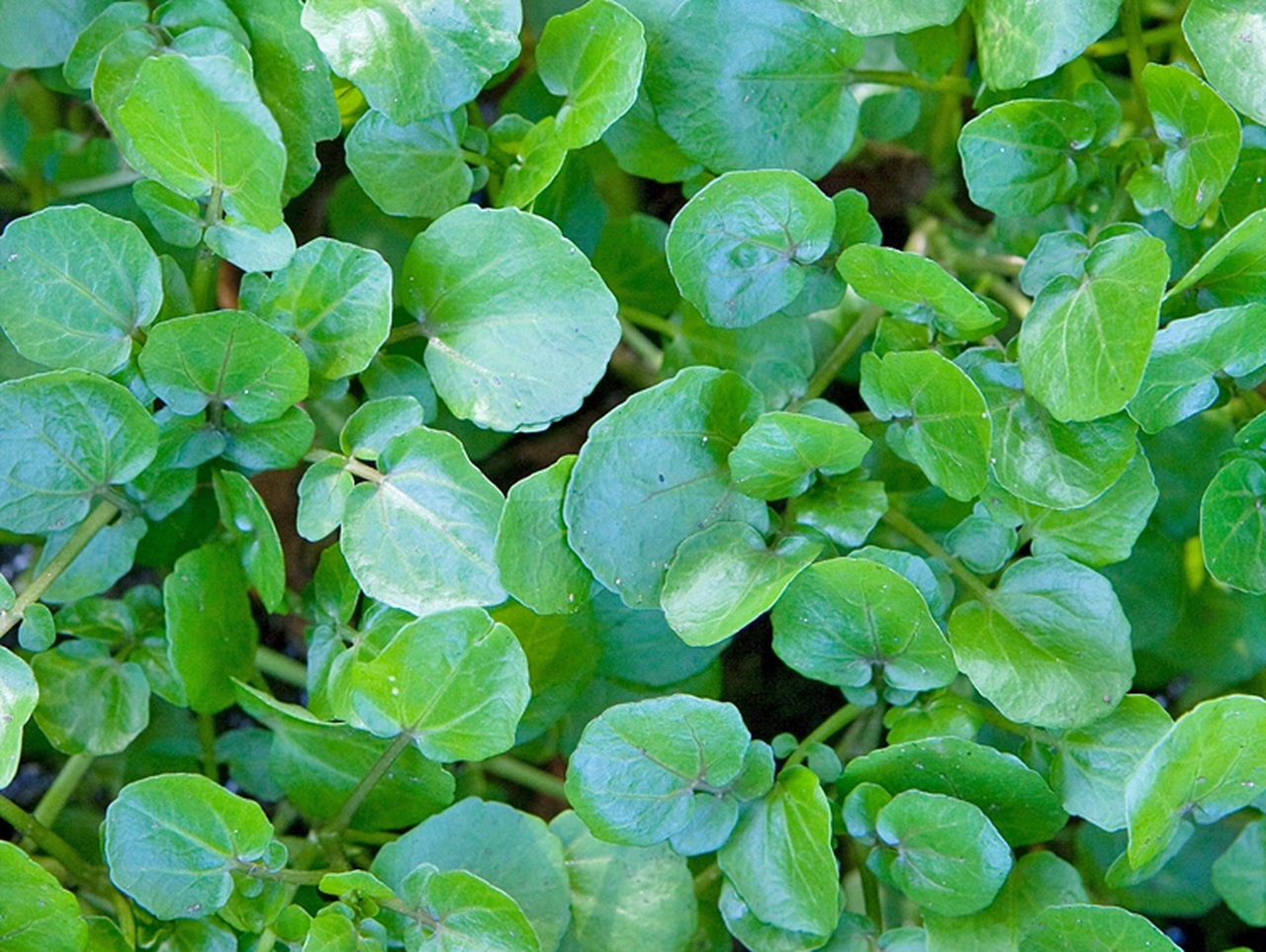 Cải Xoong