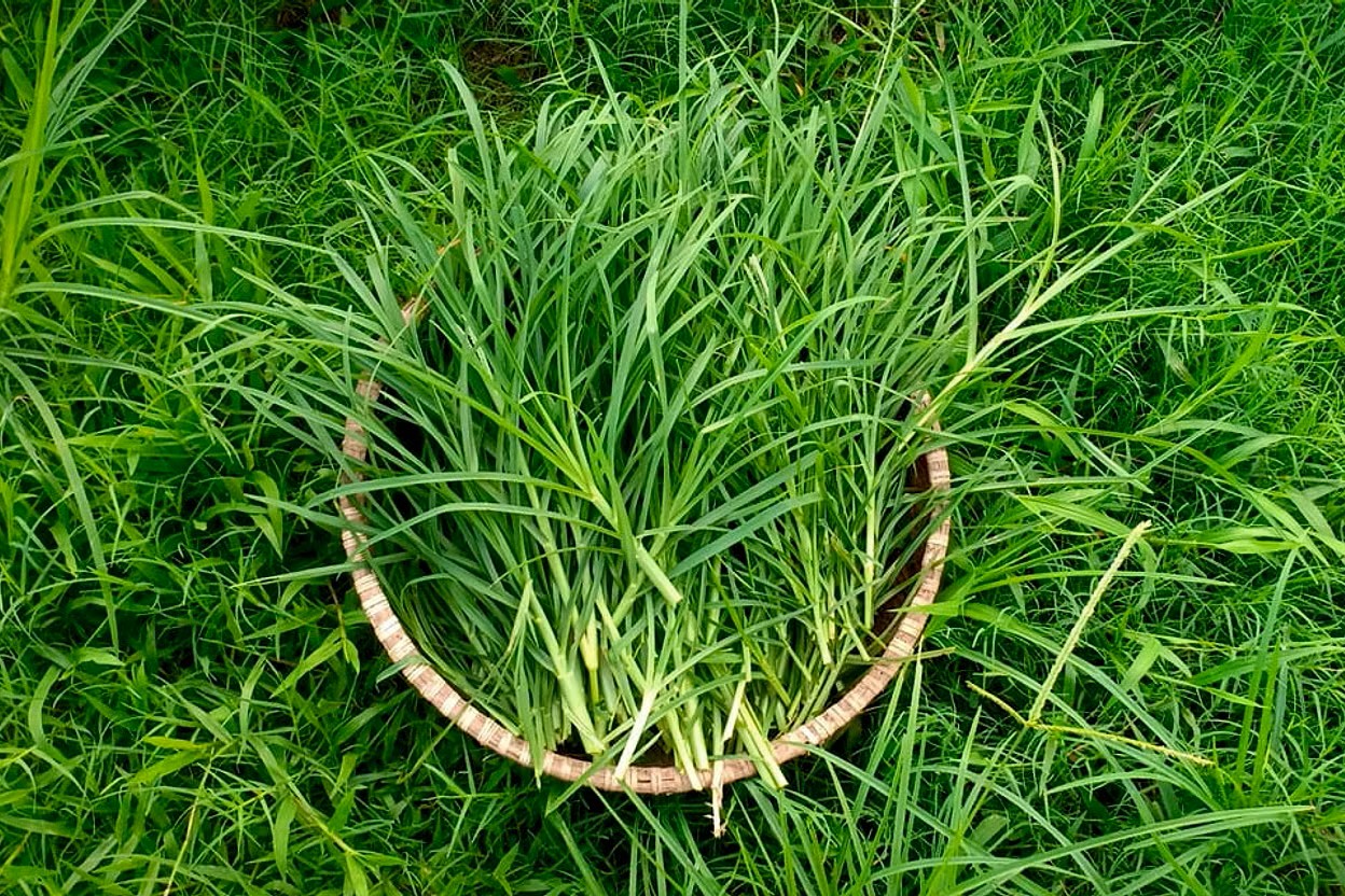 Cỏ Mần Trầu
