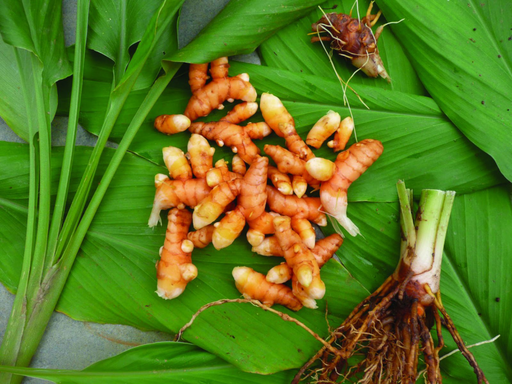 Nghệ