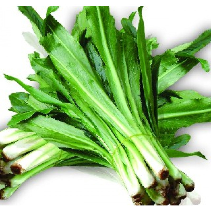 Mùi Tàu (Ngò Gai)